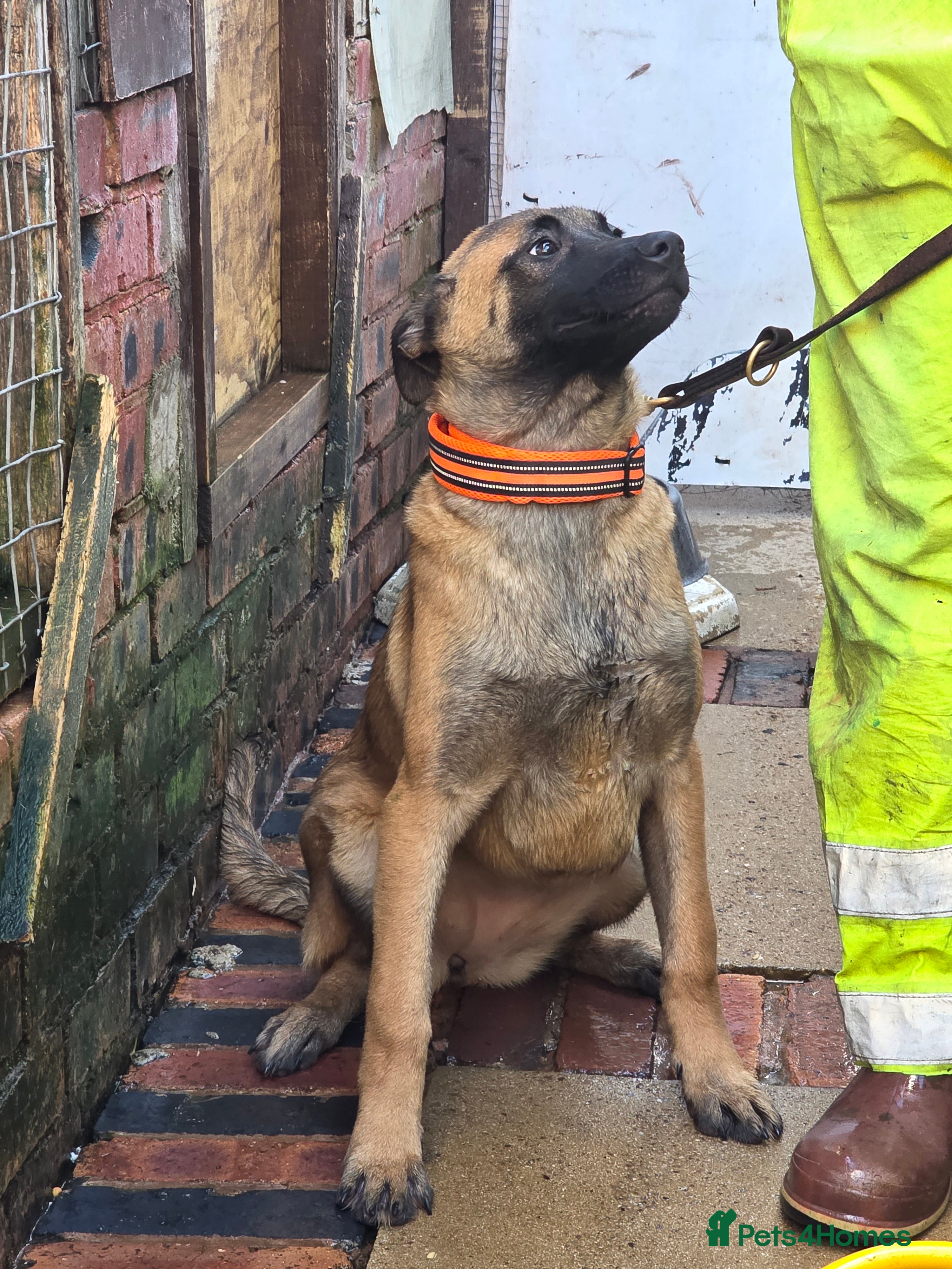 Belgian Shepherd Dog dogs Belgium shepherd bitch for sale - Advert 16