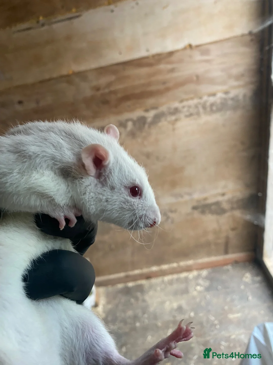 Rat rodents for sale: Trio of male rats  - Advert 3