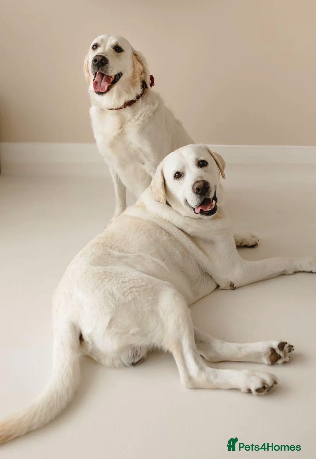 Goldador dogs for sale: White Labrador x Golden Retriever Puppies for Sale in Swanley - Advert 2