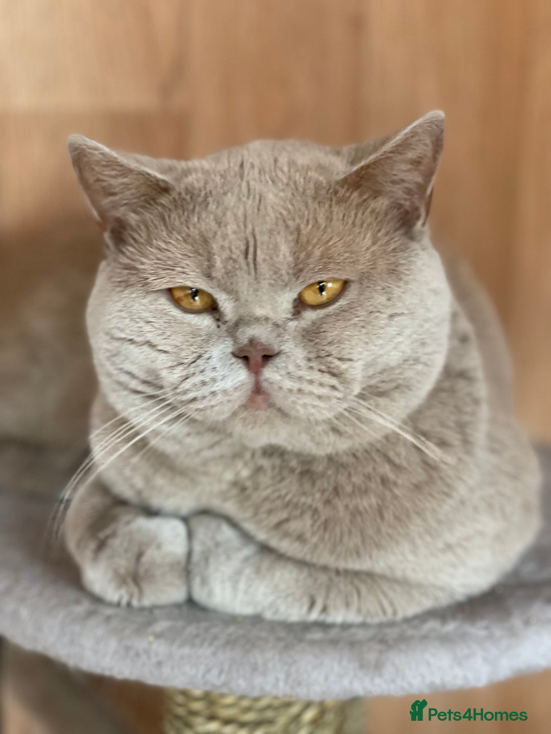 British Shorthair cats for stud: Lilac gccf stud blood group Ab in Birmingham - Advert 3