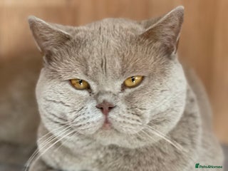 British Shorthair cats in Birmingham - Advert 30