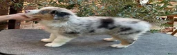 Australian Shepherd dogs for sale: Blue Merle NBT Puppy girl - Advert 2
