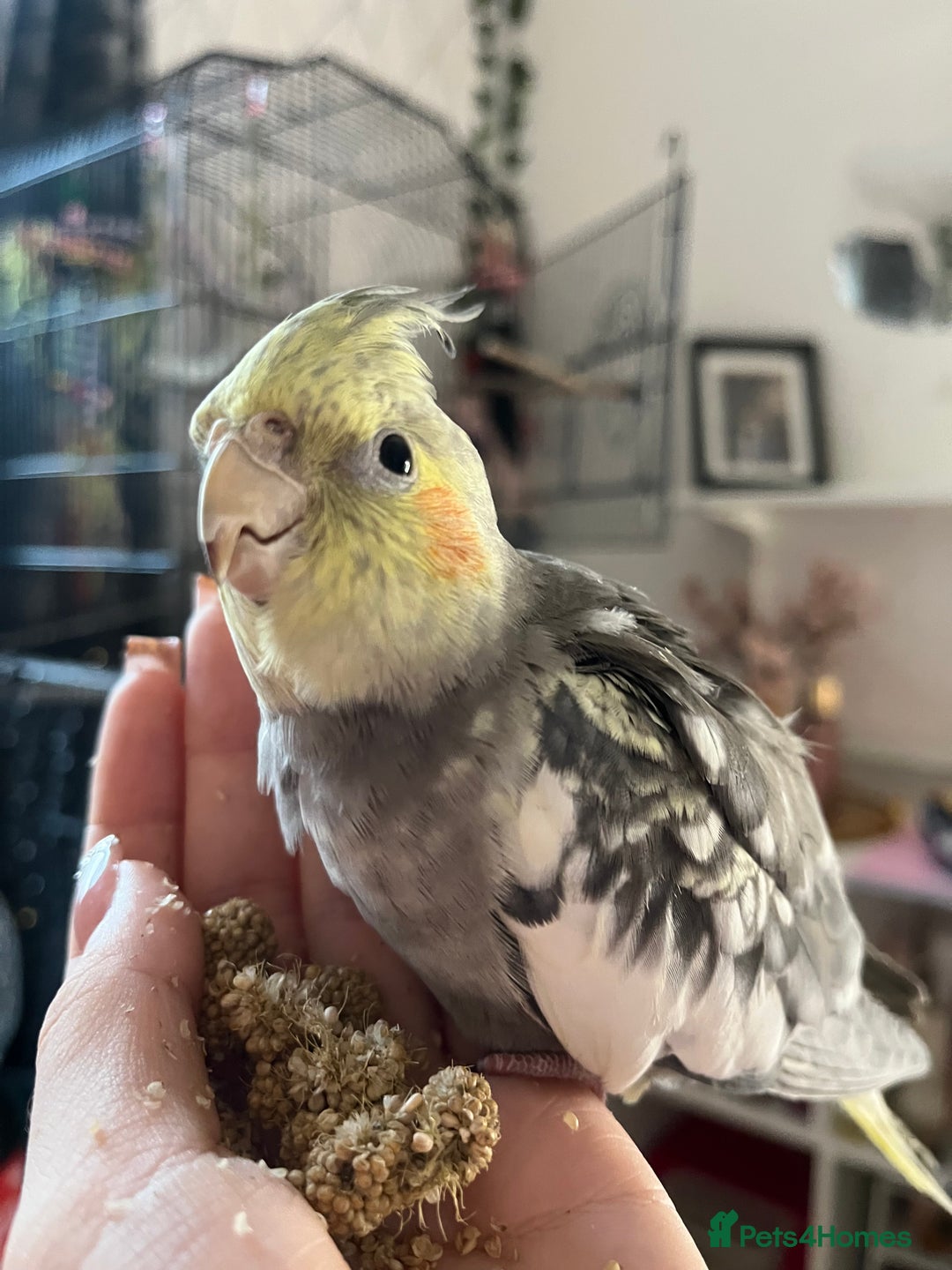 Cockatiels birds for sale: Beautiful Cockatiel for sale  - Advert 4