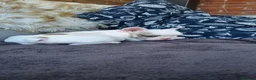 French Bulldog dogs for sale: Stunning White/pied French Bulldogs - Advert 3