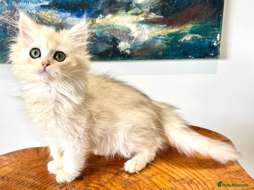 British Longhair cats for sale: Copper Silver British Longhair - Image 4