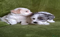 Lhasapoo dogs for sale: Lhasa Apso x Toy Poodle pups. Ready 11.09.25 - Image 14