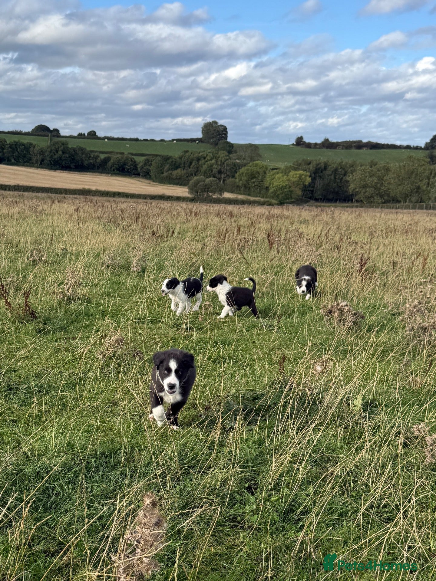 Border Collie dogs KC registered Border Collie Puppies  - Advert 1