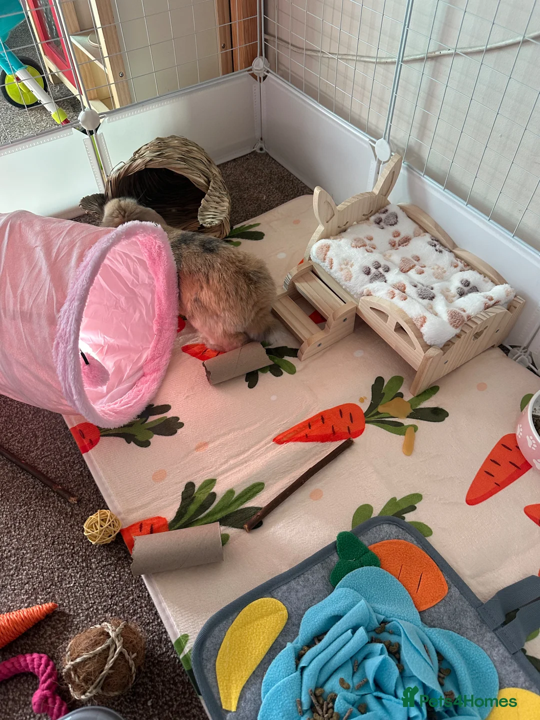 Mini Lop rabbits for sale: Beautiful mini lop male rabbit & everything  - Advert 8