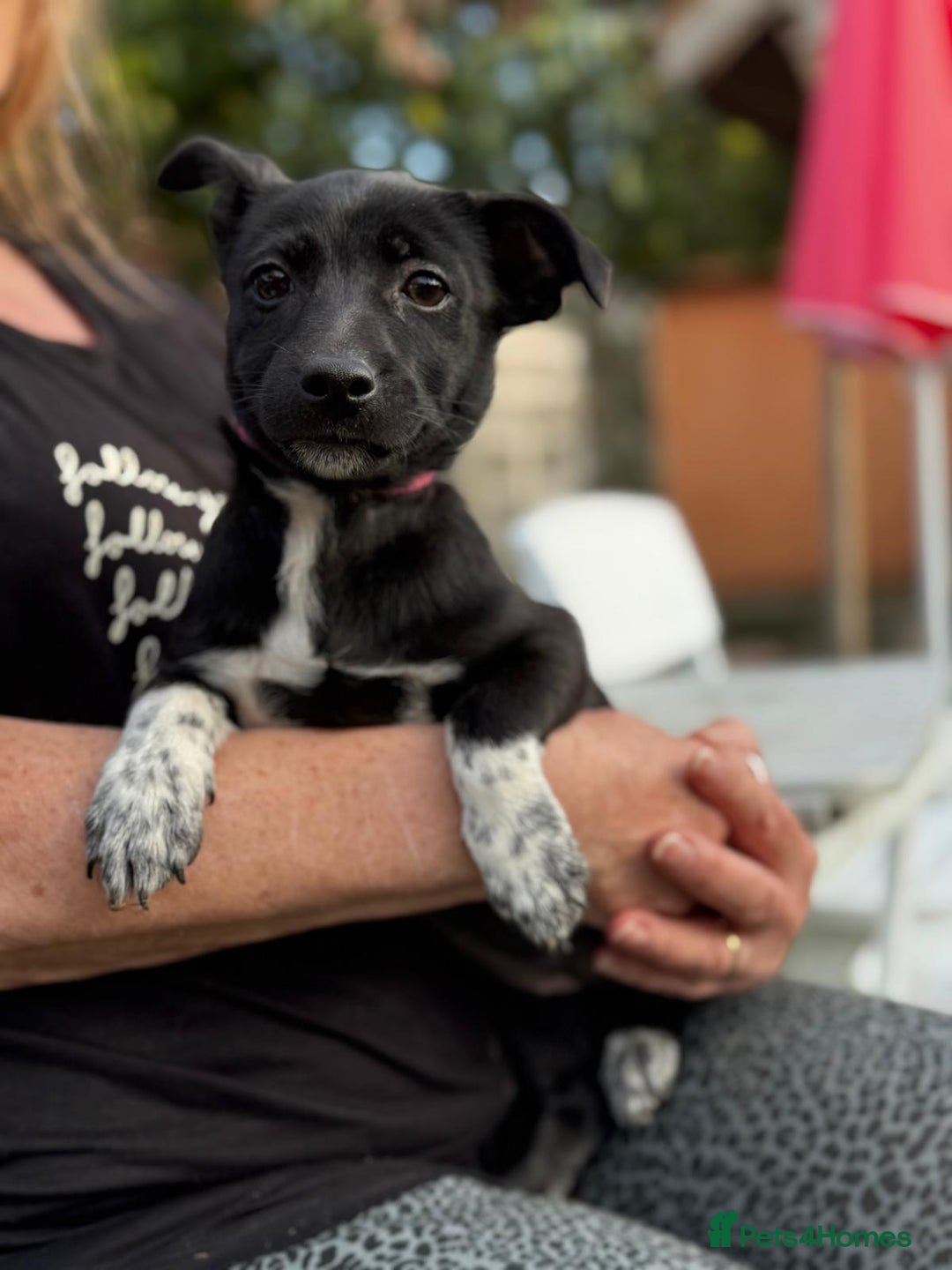 Mixed Breed dogs for adoption: ISSY, a Lovely little puppy girl for a Loving Home - Image 3