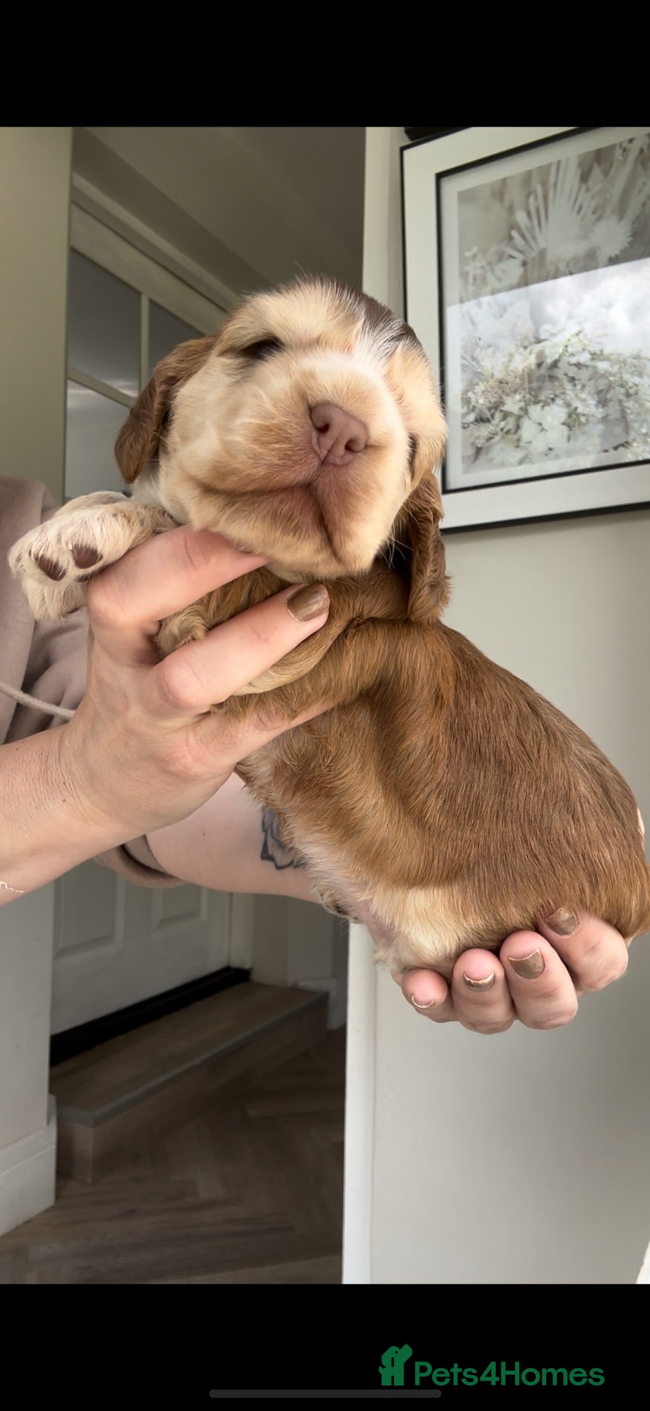 Cocker Spaniel dogs KC Registered Sable Show cocker spaniels  - Advert 2