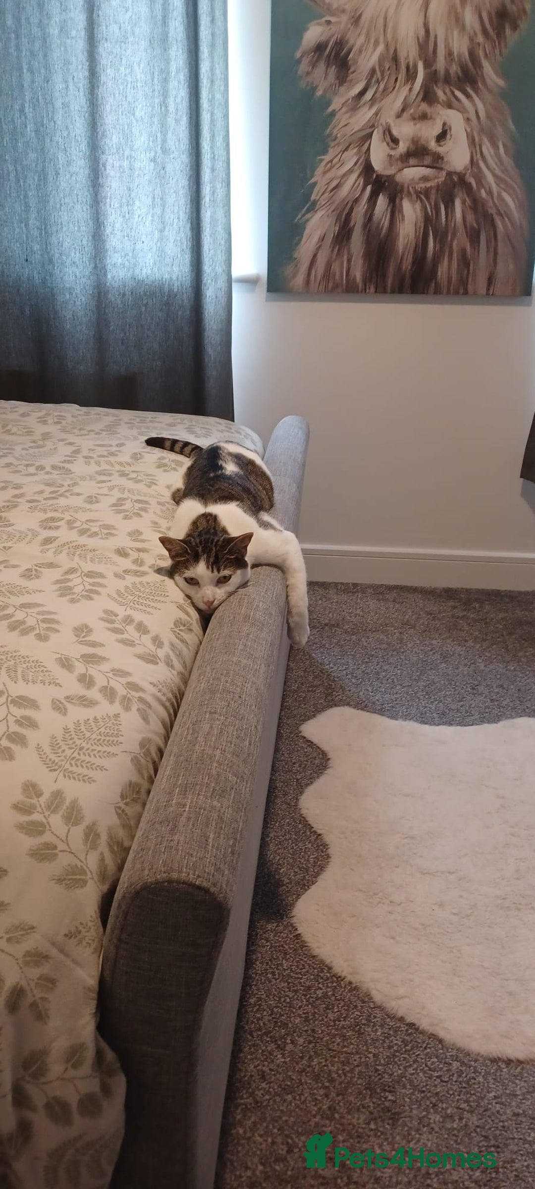 Mixed Breed cats for sale: Sweet Tigger is searching for her forever home - Image 1