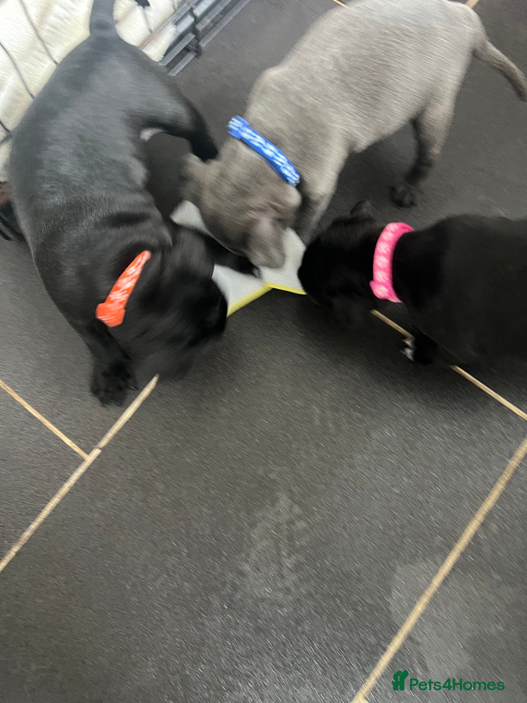 Staffordshire Bull Terrier dogs for sale: LAST ONE🥇VALGLO BLOODLINE SHORT STOCKY STAFFS 🏆 - Image 4