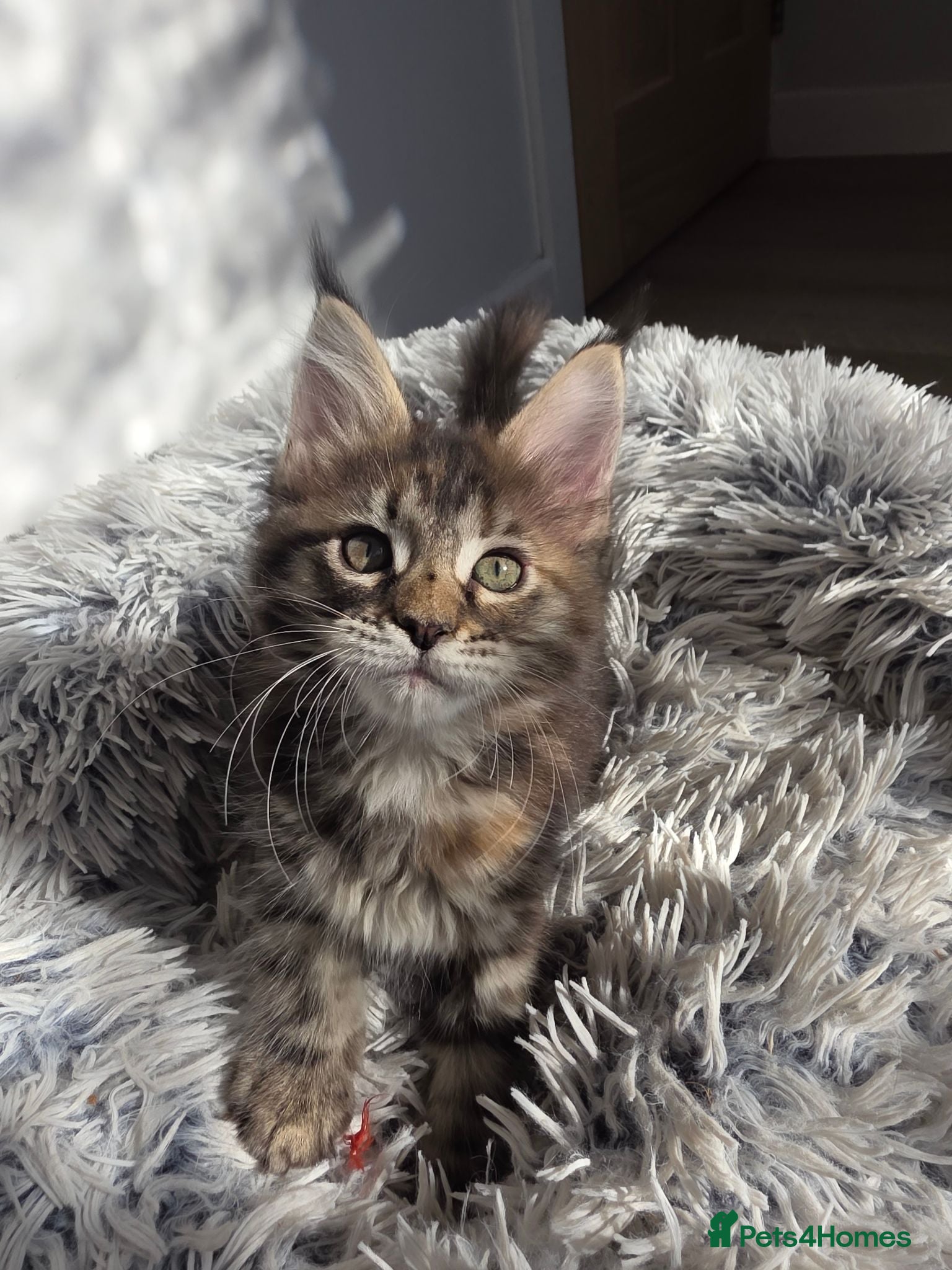 Maine Coon cats TICA Registered Maine Coon Kittens–Russian Line🐾 - Advert 2