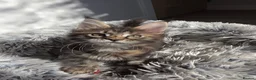 Maine Coon cats for sale: TICA Registered Maine Coon Kittens–Russian Line🐾 - Advert 2