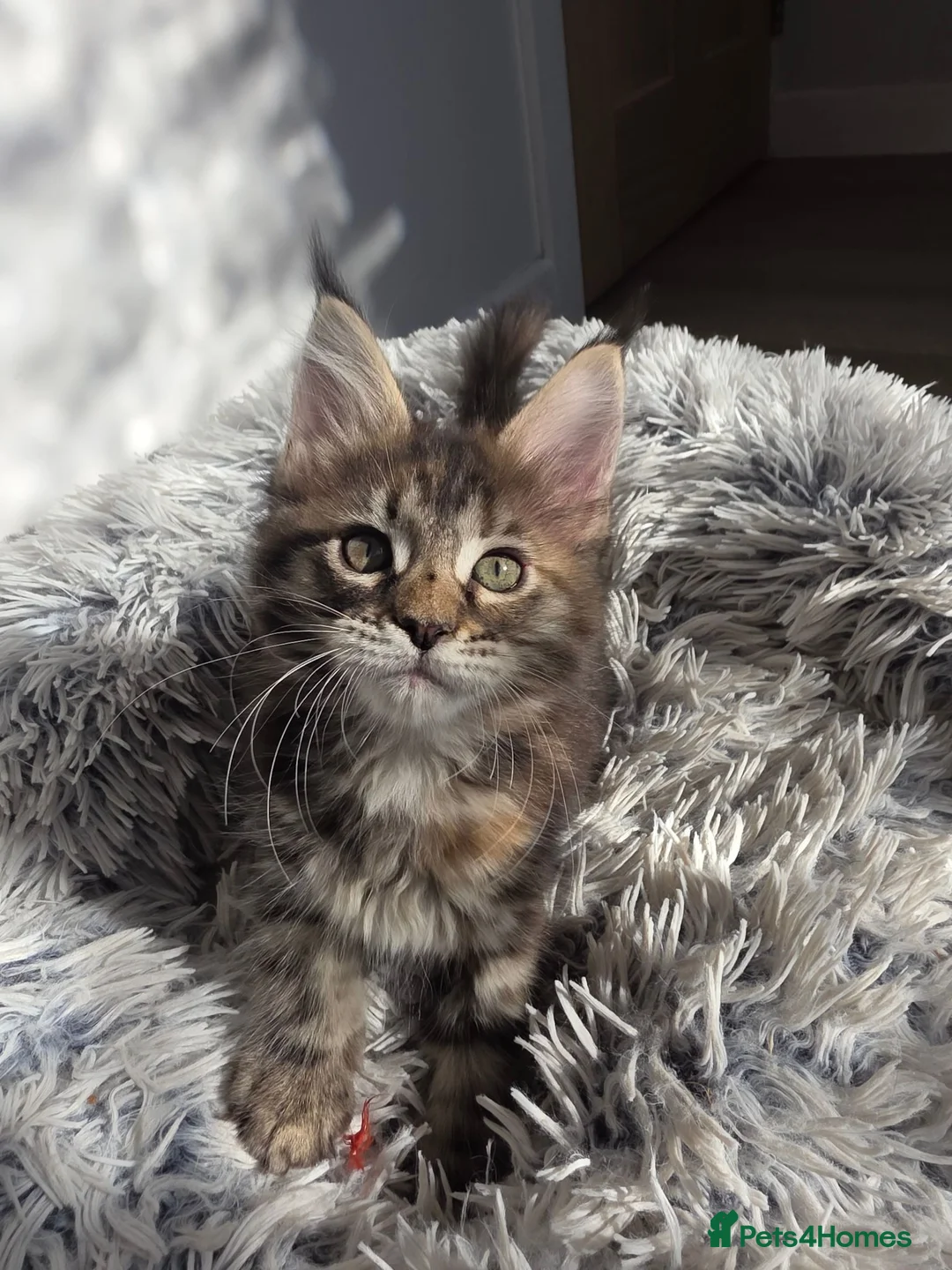 Maine Coon cats for sale: TICA Registered Maine Coon Kittens–Russian Line🐾 - Advert 2