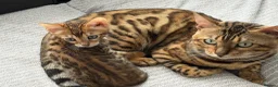 Bengal cats for sale: Beautiful bengals - Advert 4