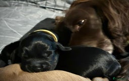 Sprocker dogs for sale: 9 gorgeous Sprocker pups - Image 23