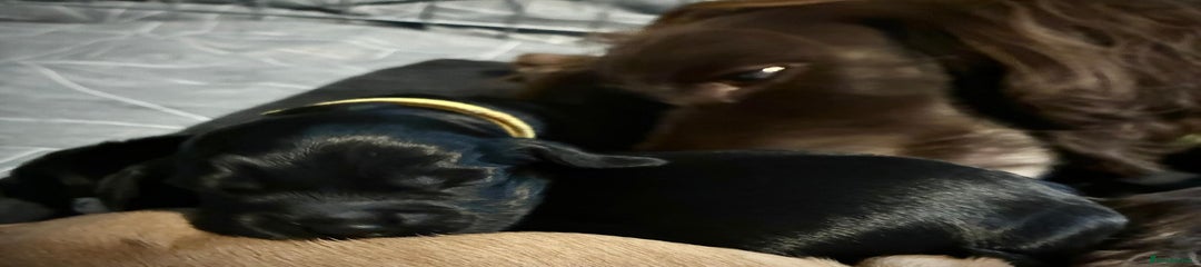 6: "Onyx" - Black (yellow collar)