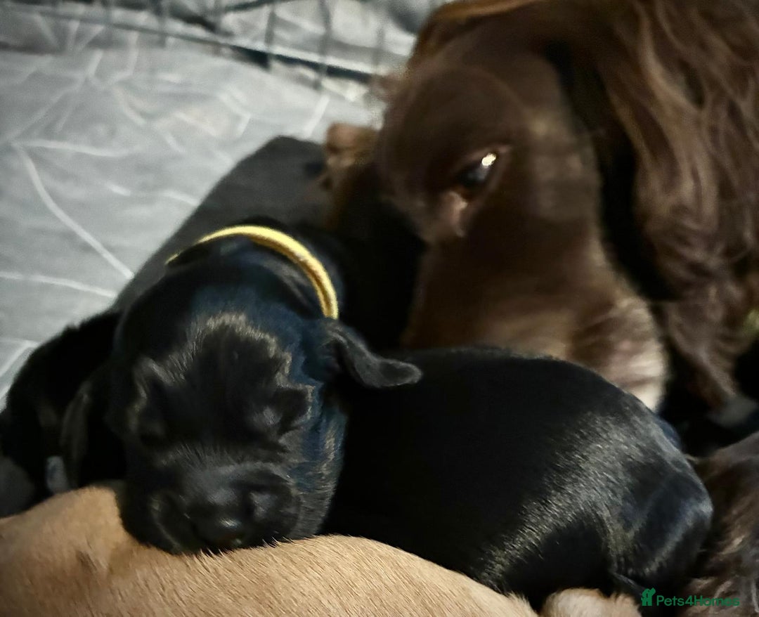 Sprocker dogs for sale: 9 gorgeous Sprocker pups - Image 23