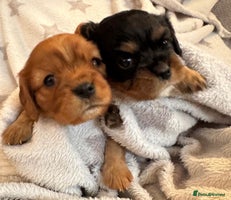 Cavalier King Charles Spaniel dogs - Advert 2