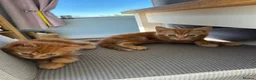 Mixed Breed cats for sale: 3 stunning ginger male kittens  in Carluke - Advert 7