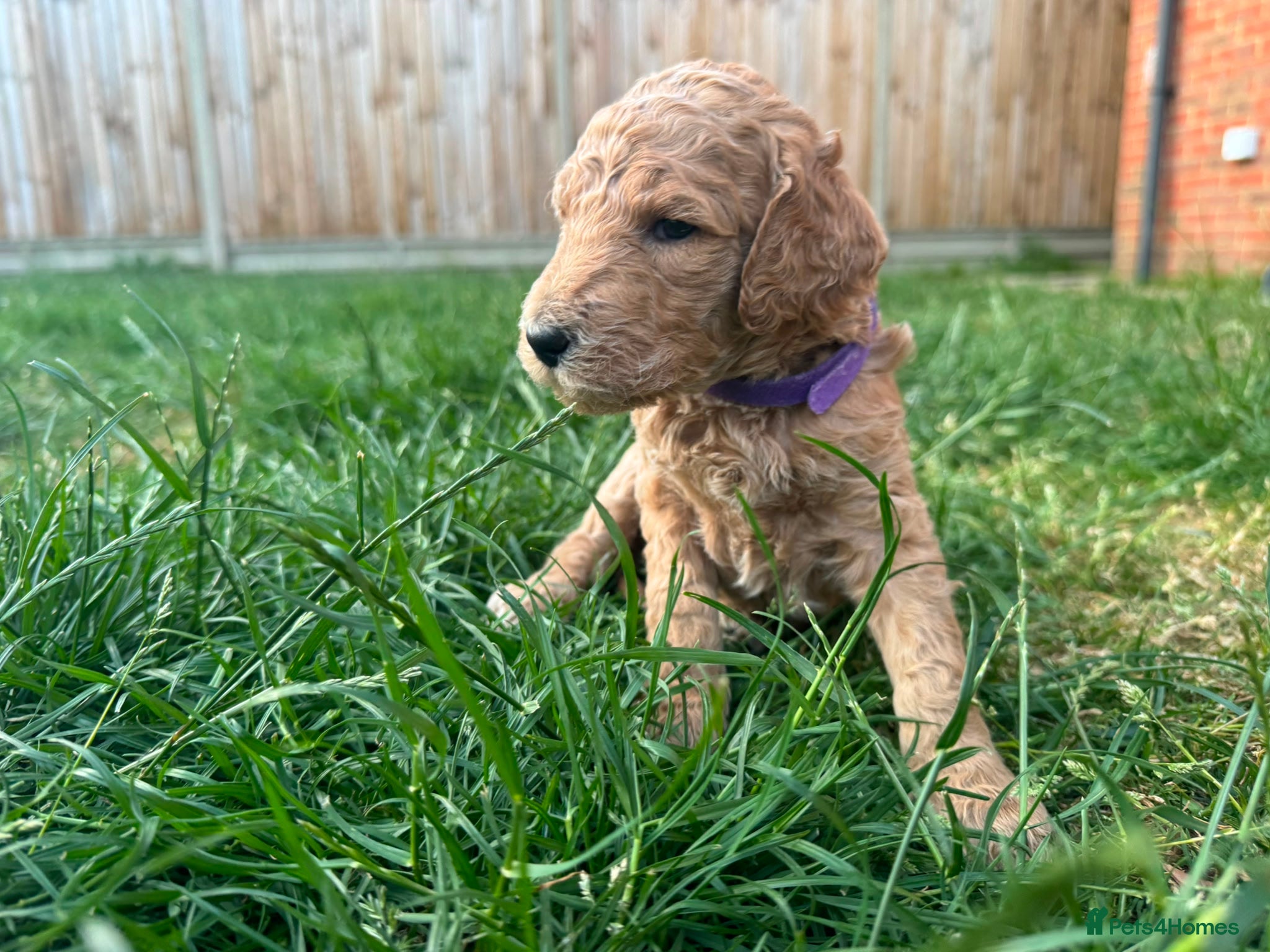 Goldendoodle dogs for sale: Stunning Goldendoodle Puppies in Herne Bay - Advert 3