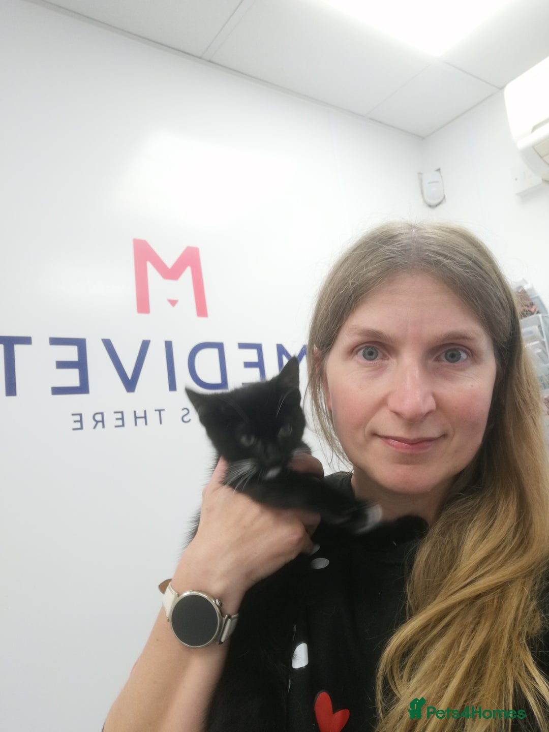 Mixed Breed cats for adoption: 💙🐱 OREO & SHADOW 😺💙 - Image 7