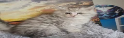 Maine Coon cats for sale: Stunning registered Maine Coon kittens - Advert 16