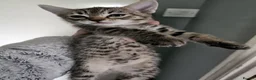 Bengal cats for sale: Girl kittens - Advert 8