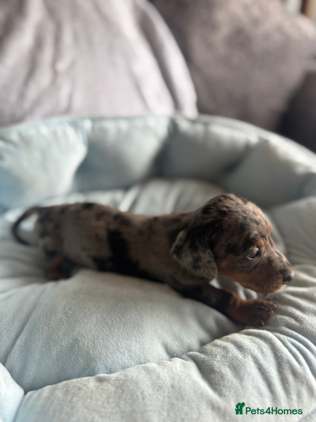 Miniature Dachshund dogs for sale: Miniature dachshund puppy’s  - Image 12