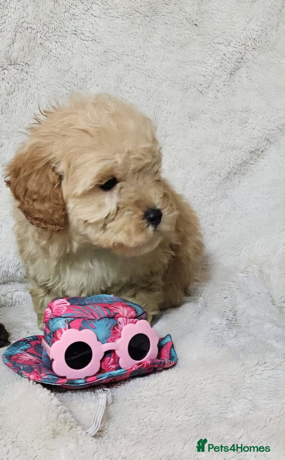 Miniature Poodle dogs for sale: Miniature poodle Puppies (One left) - Advert 6