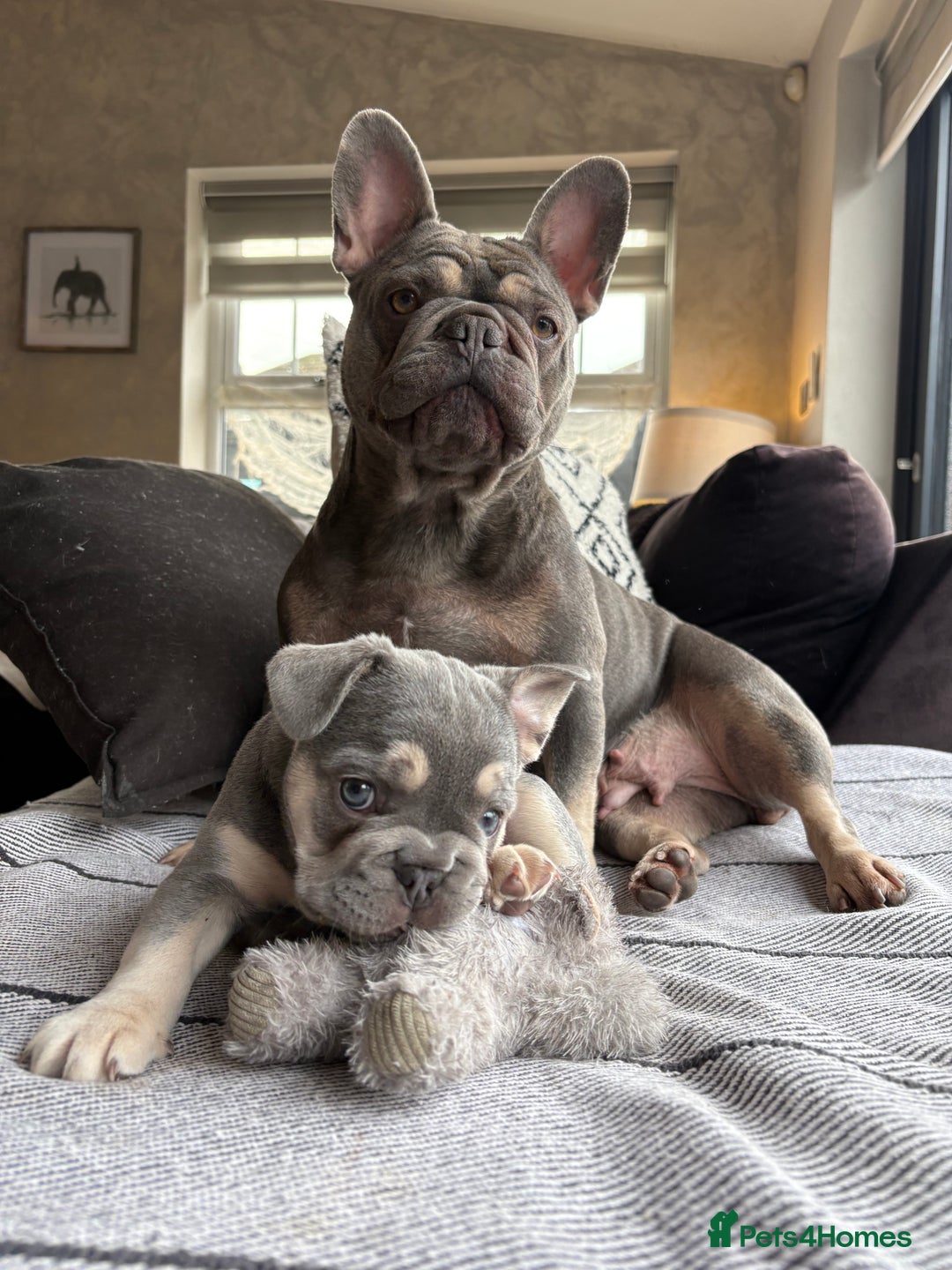 French Bulldog dogs for sale: French Bulldog female puppy - Lilac & Tan  - Advert 7