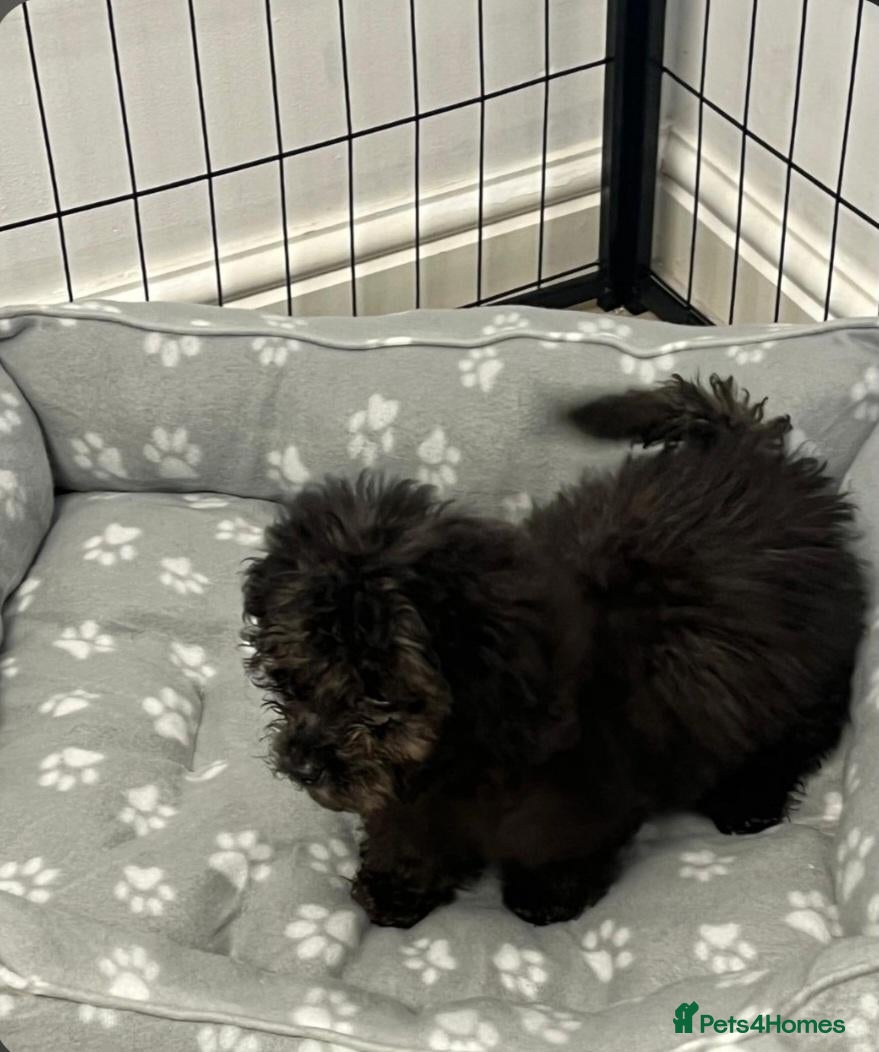 Cockapoo dogs Last Beautiful girl cockapoo ready now 😍  - Advert 4