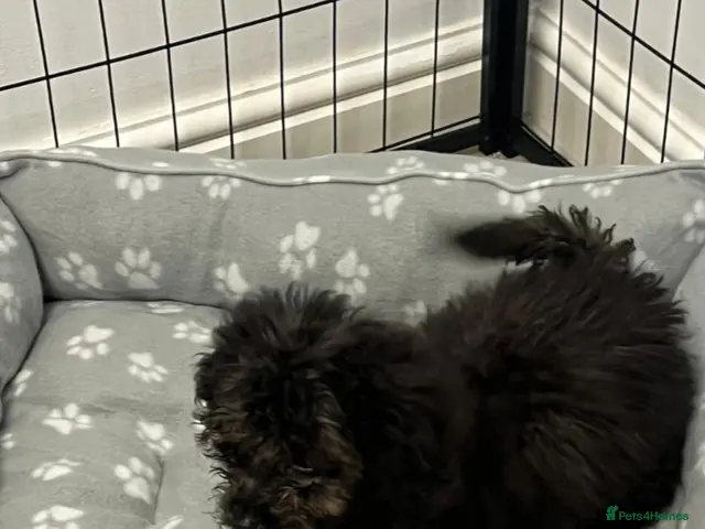Cockapoo dogs Last Beautiful girl cockapoo ready now 😍 - Advert 4
