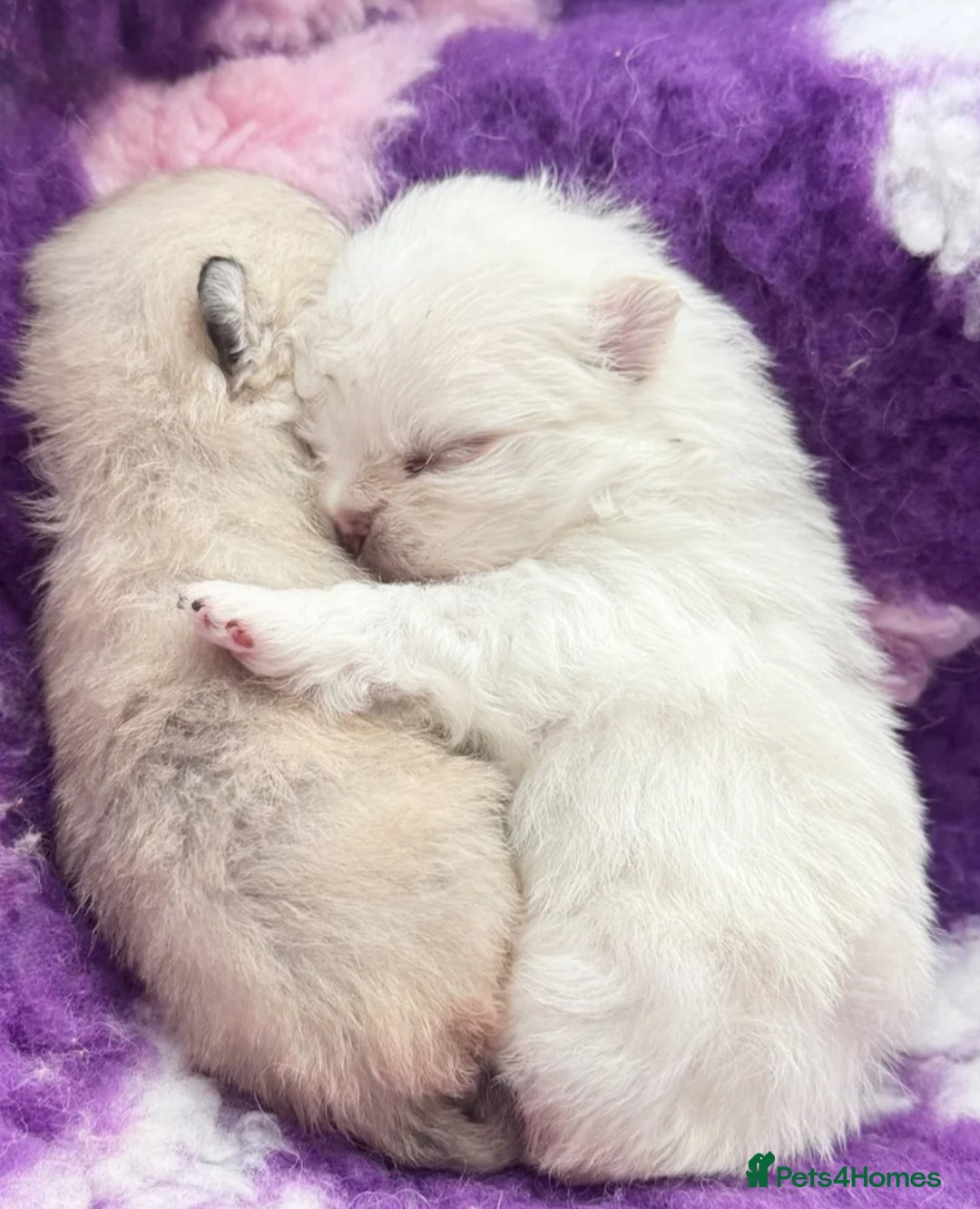 Pomeranian dogs for stud: Prince George Bridgeton 👑 - Image 20