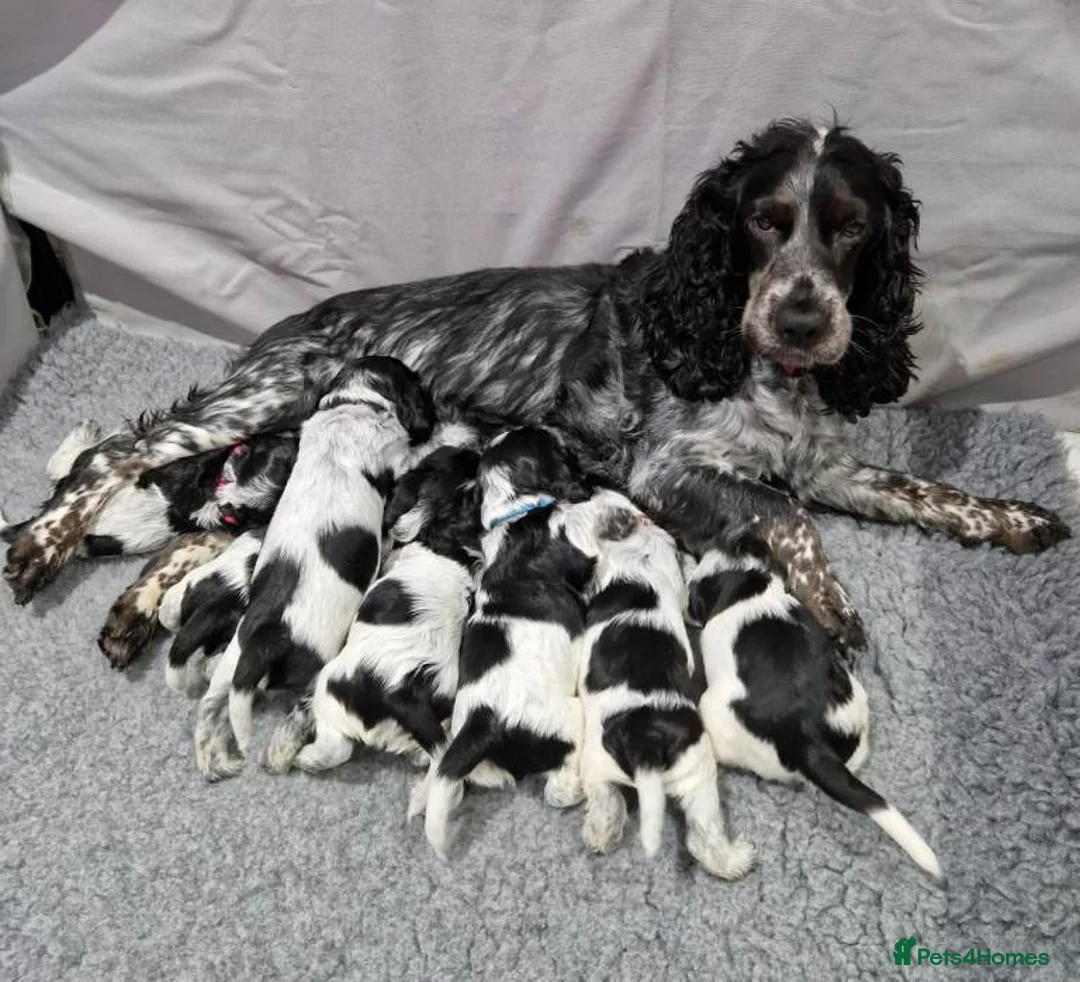 Cocker Spaniel dogs for sale: Cocker Spaniel Show Type Puppies for Sale in Taunton - Advert 7