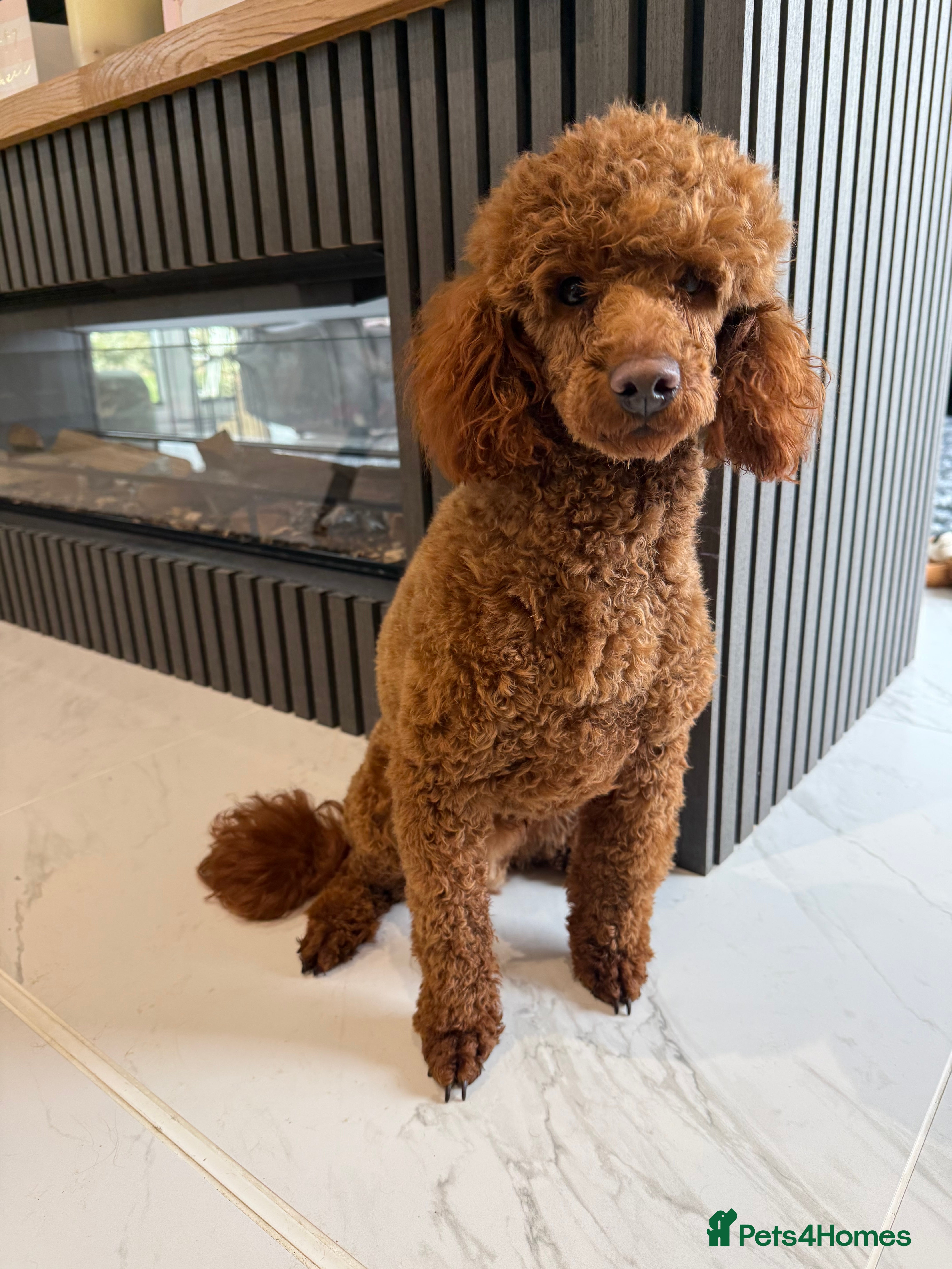 Toy Poodle dogs Gorgeous Red Poodle  - Advert 1