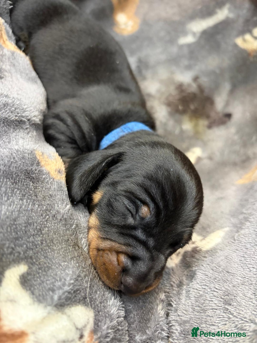 Miniature Dachshund dogs for sale: Beautiful dachshund puppies for sale  - Advert 8