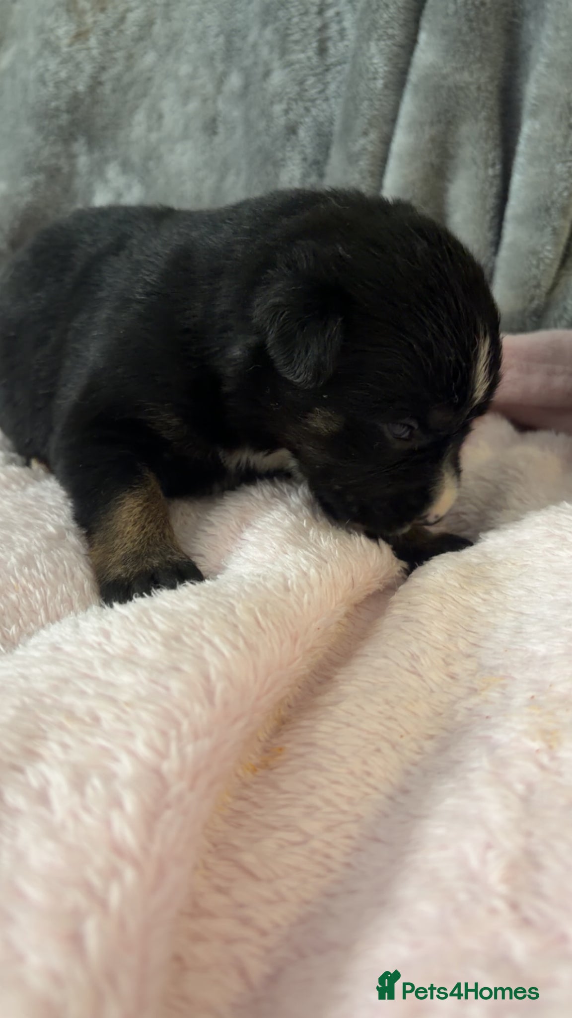 Mixed Breed dogs for sale: Belgian Mali x German shepherd  - Advert 9