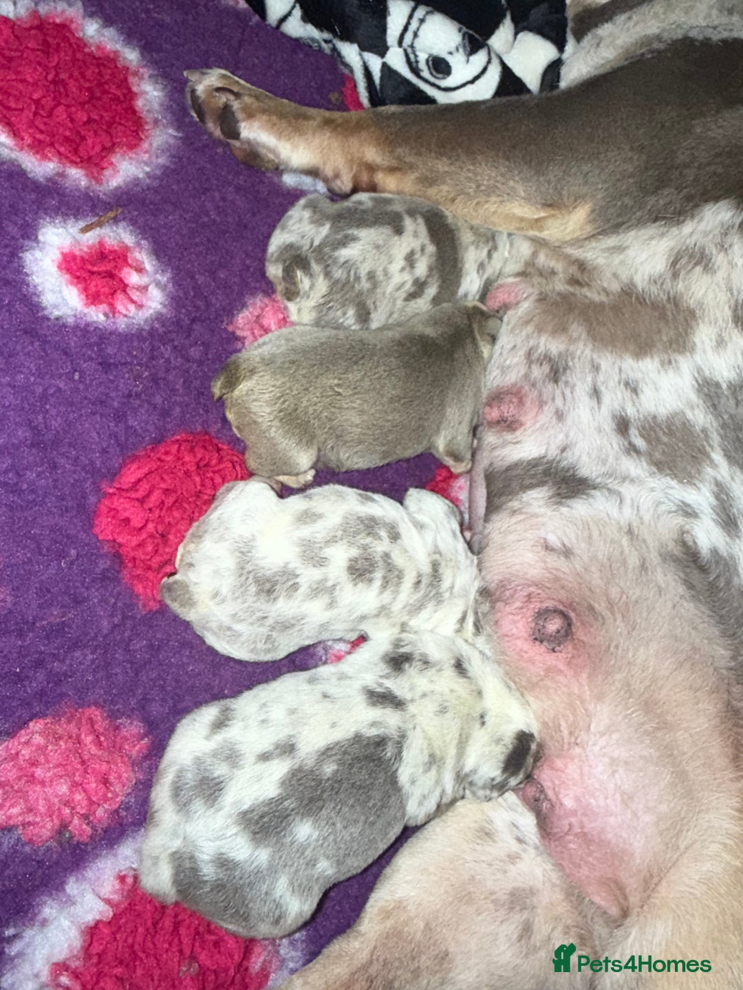 English Bulldog dogs for sale: 🐾 English Bulldog puppies available 🐾 - Advert 2