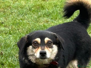 Mixed Breed dogs in Norwich - Advert 31
