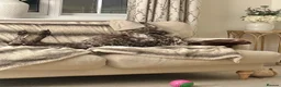German Shorthaired Pointer dogs for sale: 🐾KC Registered German Shorthaired Pointer Puppies - Advert 5