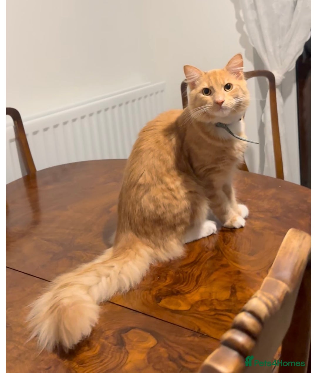 Mixed Breed cats for sale: Maine coon/ British longhair  - Advert 2