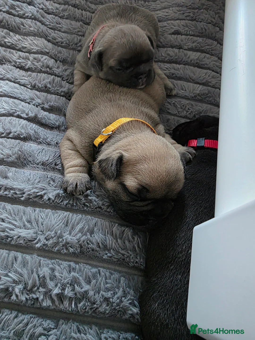 French Bulldog dogs for sale: Beautiful, Chunky, Frenchie Puppies - Advert 2
