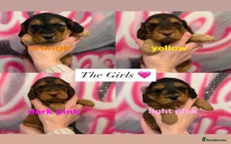 Cockapoo dogs for sale: *STUNNING F1 COCKAPOO PUPPIES* - Advert 2