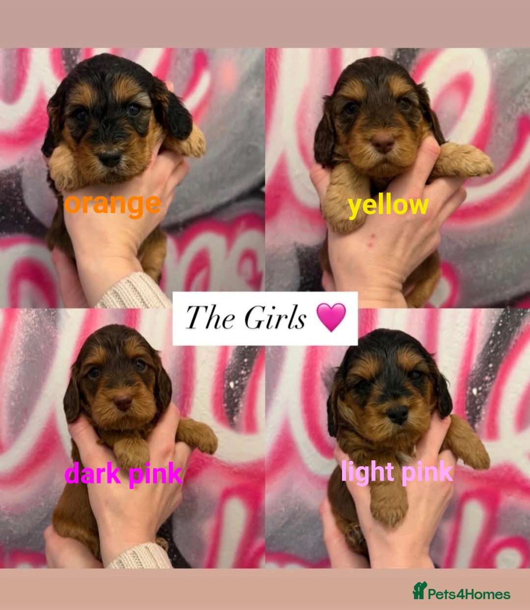 Cockapoo dogs for sale: *STUNNING F1 COCKAPOO PUPPIES* - Advert 2