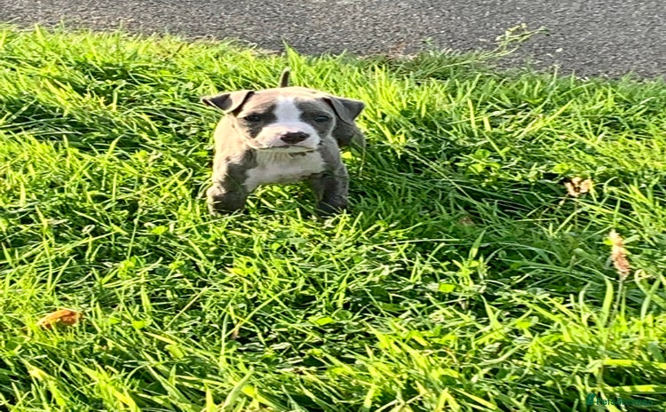 American Bully dogs - Advert 5