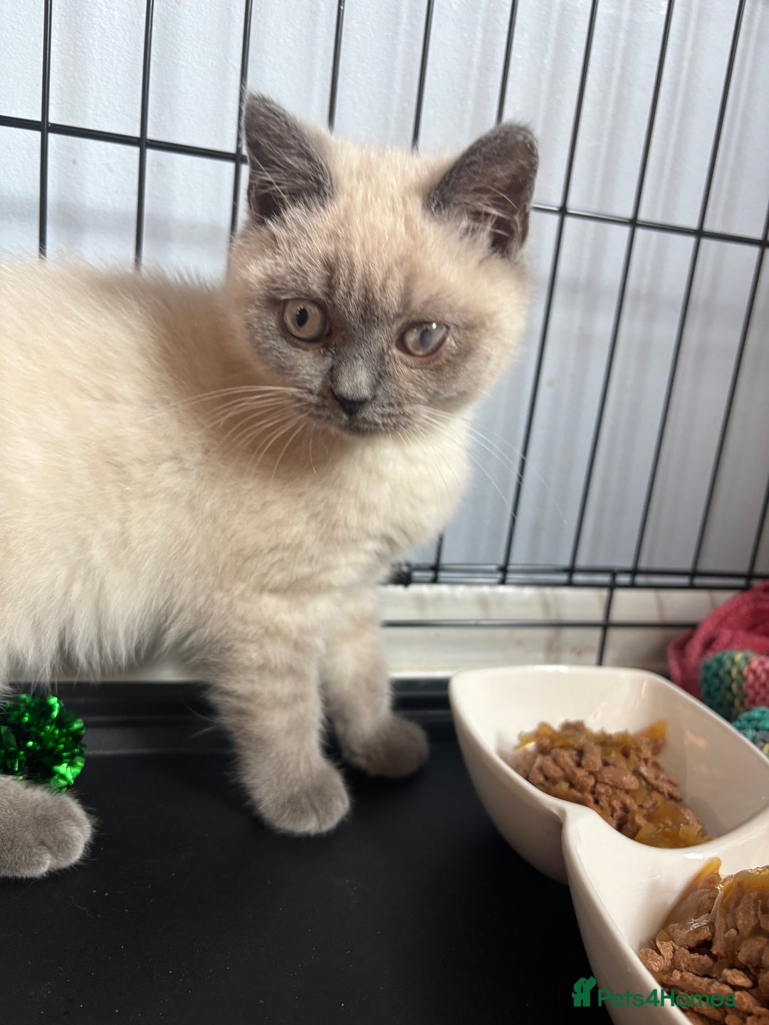 Domestic Shorthair cats for adoption: -Adopt from Cats in Crisis East London  - Image 16