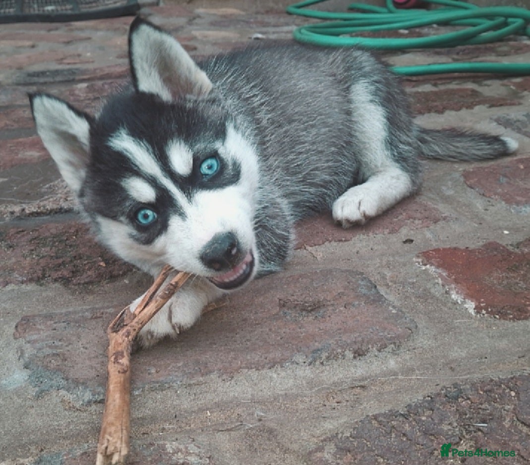 Pomsky dogs FOUR beautiful pomsky pups ready to leave nextweek - Advert 2