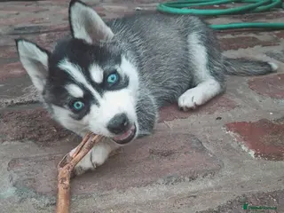 Pomsky dogs B E A U T I F U L pomsky pups READY TO LEAVE TODAY - Advert 3